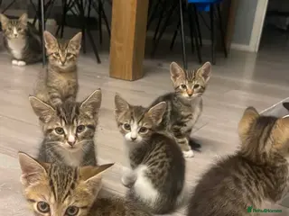 Mixed Breed cats Kittens bengals - Advert 14