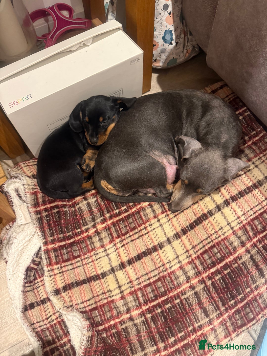 Miniature Dachshund dogs for sale: Miniature Daschund puppies - Advert 4