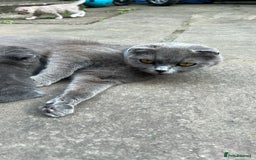 Mixed Breed cats for sale: Mother Scottish fold father unknown  - Image 6