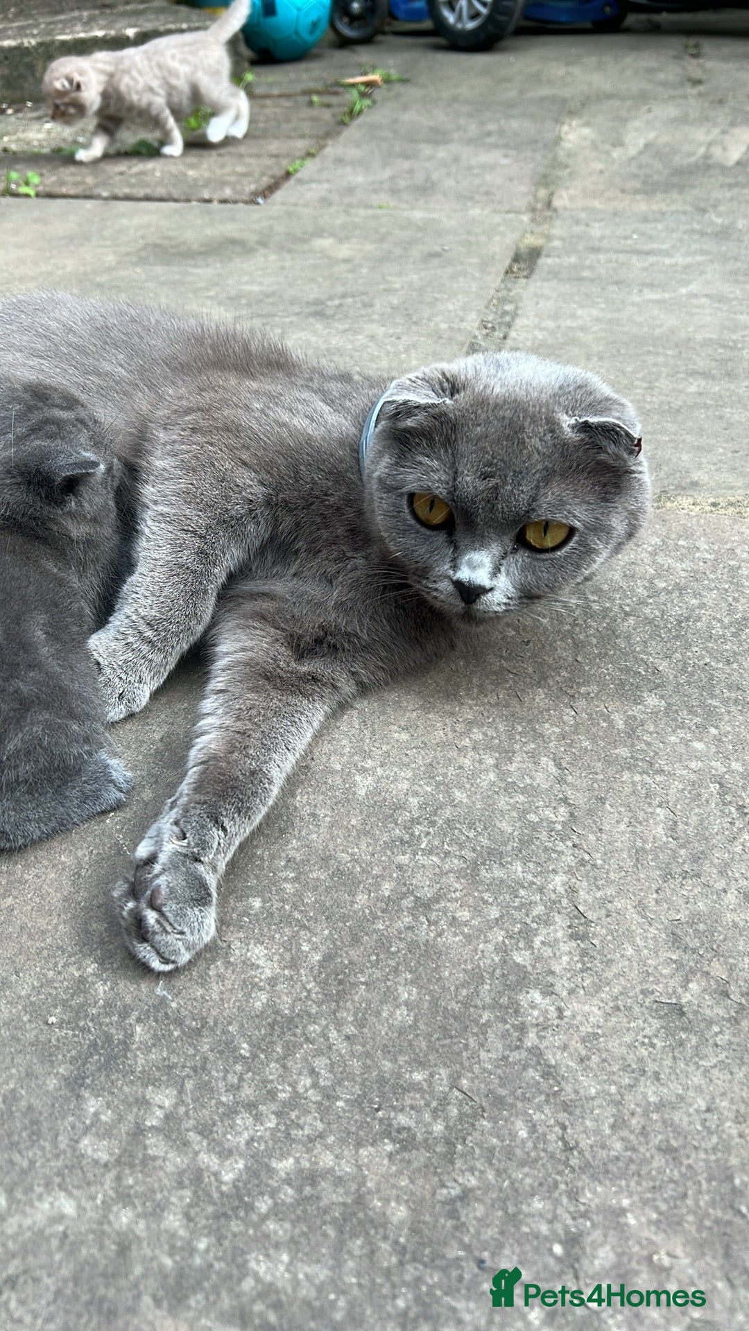 Mixed Breed cats for sale: Mother Scottish fold father unknown  - Image 6