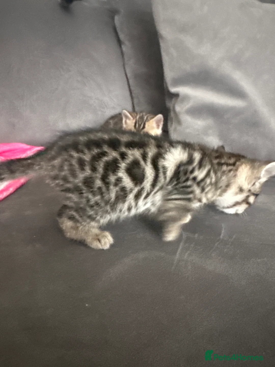 Mixed Breed cats for sale: Beautiful Bengal Ragdoll Mix Kittens for Sale - Advert 5