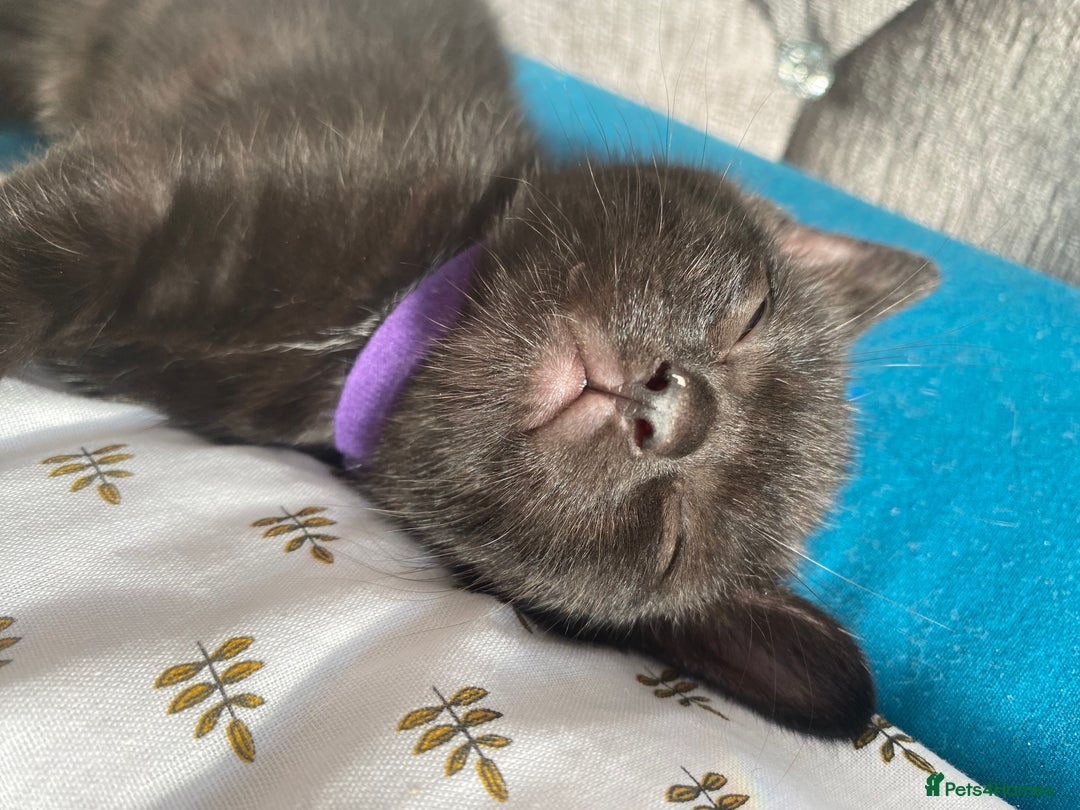 Domestic Shorthair cats for sale: Male black kittens  in Worthing - Image 5