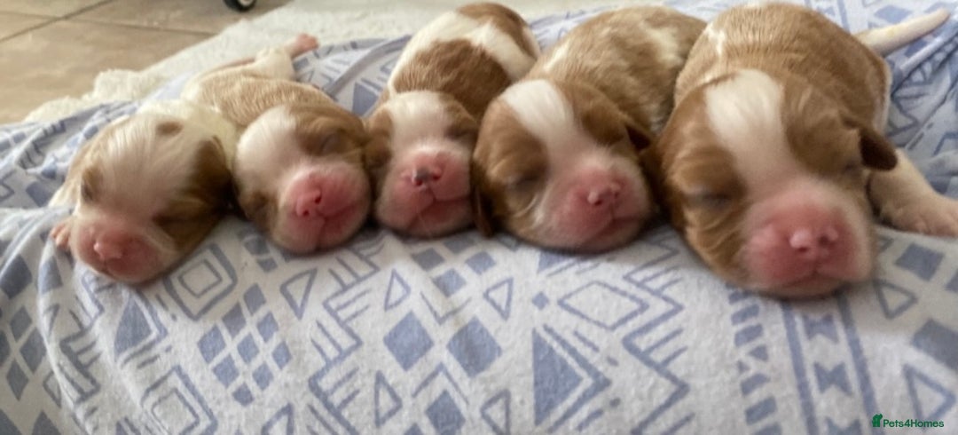 Cavalier King Charles Spaniel dogs for sale: 🐶 true miniature King Charles puppy’s 🐶 - Image 4