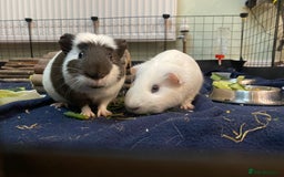 Guinea Pig rodents for sale: 2 male guinea pigs Sonic and Shadow - Advert 2