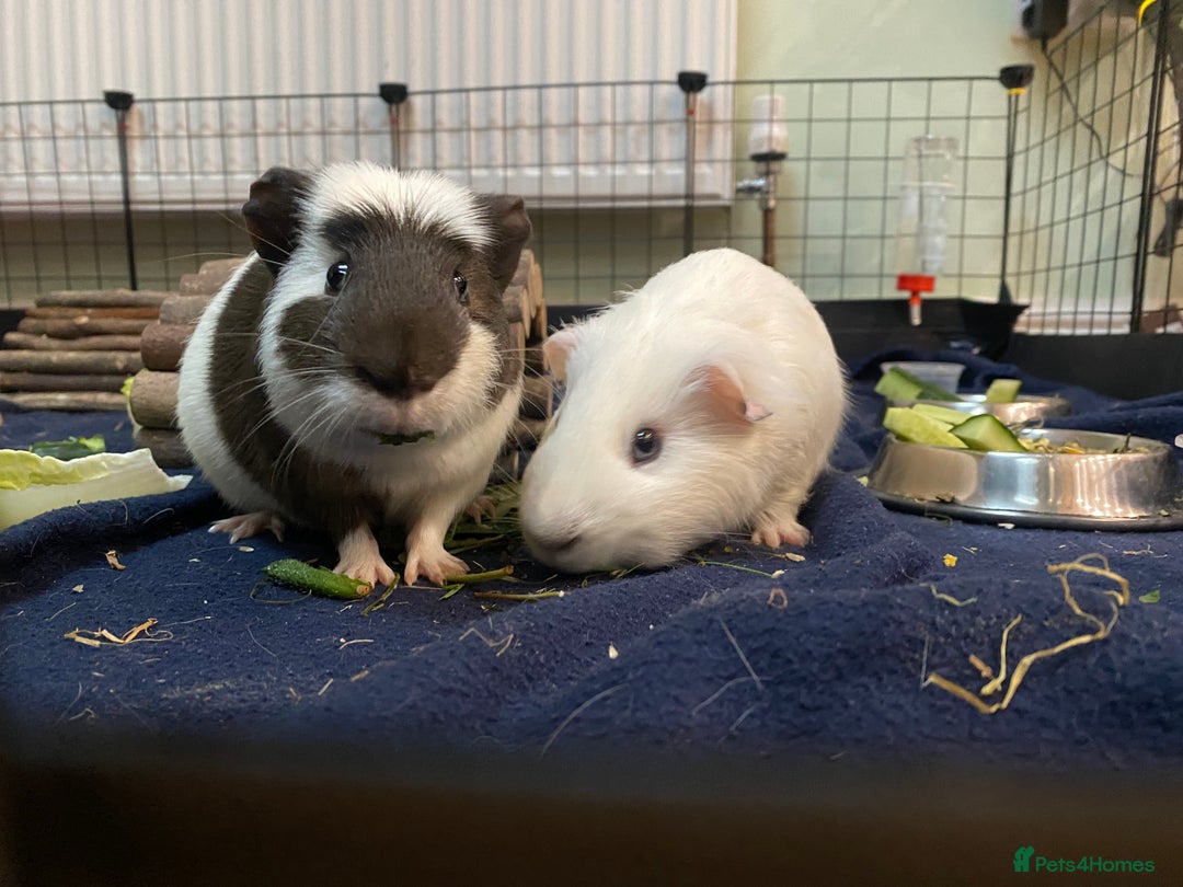 Guinea Pig rodents for sale: 2 male guinea pigs Sonic and Shadow - Advert 2