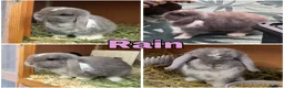 Mini Lop rabbits for sale: 1 Baby Lilac Doe Left 🩶 Ready 11th July  - Advert 9