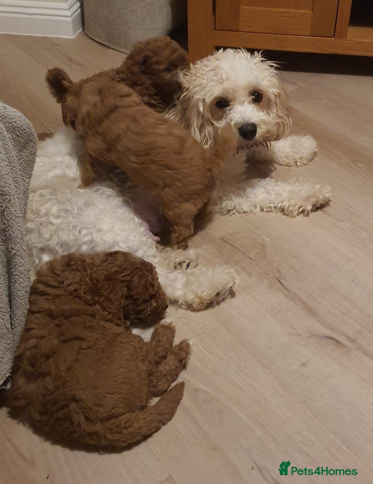 Cavapoochon dogs Small Cavapoochon red puppies - Advert 1