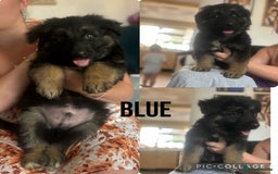 German Shepherd dogs for sale: German shepherd pups ready to go now ! in Gravesend - Image 3