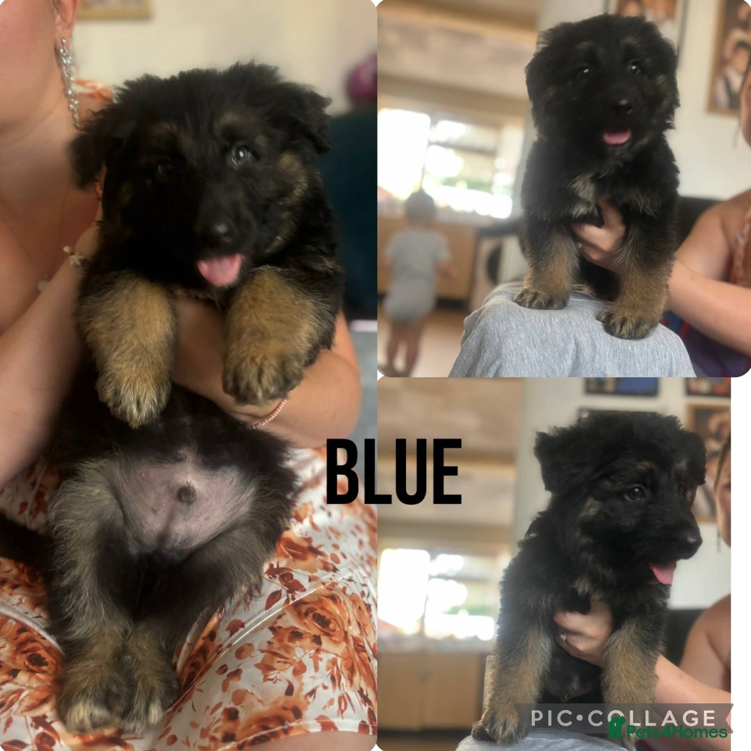 German Shepherd dogs for sale: German shepherd pups ready to go now ! in Gravesend - Image 3