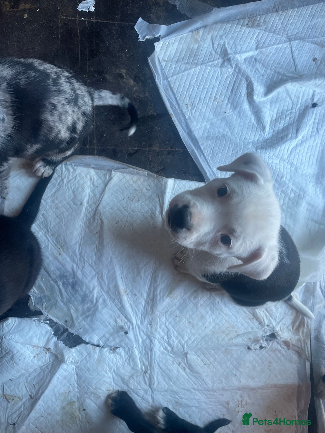 Mixed Breed dogs for sale: Aussie shepherd/staffy - Image 14