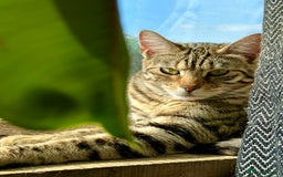 Bengal cats for sale: Snow lynx bengal kittens - Image 13