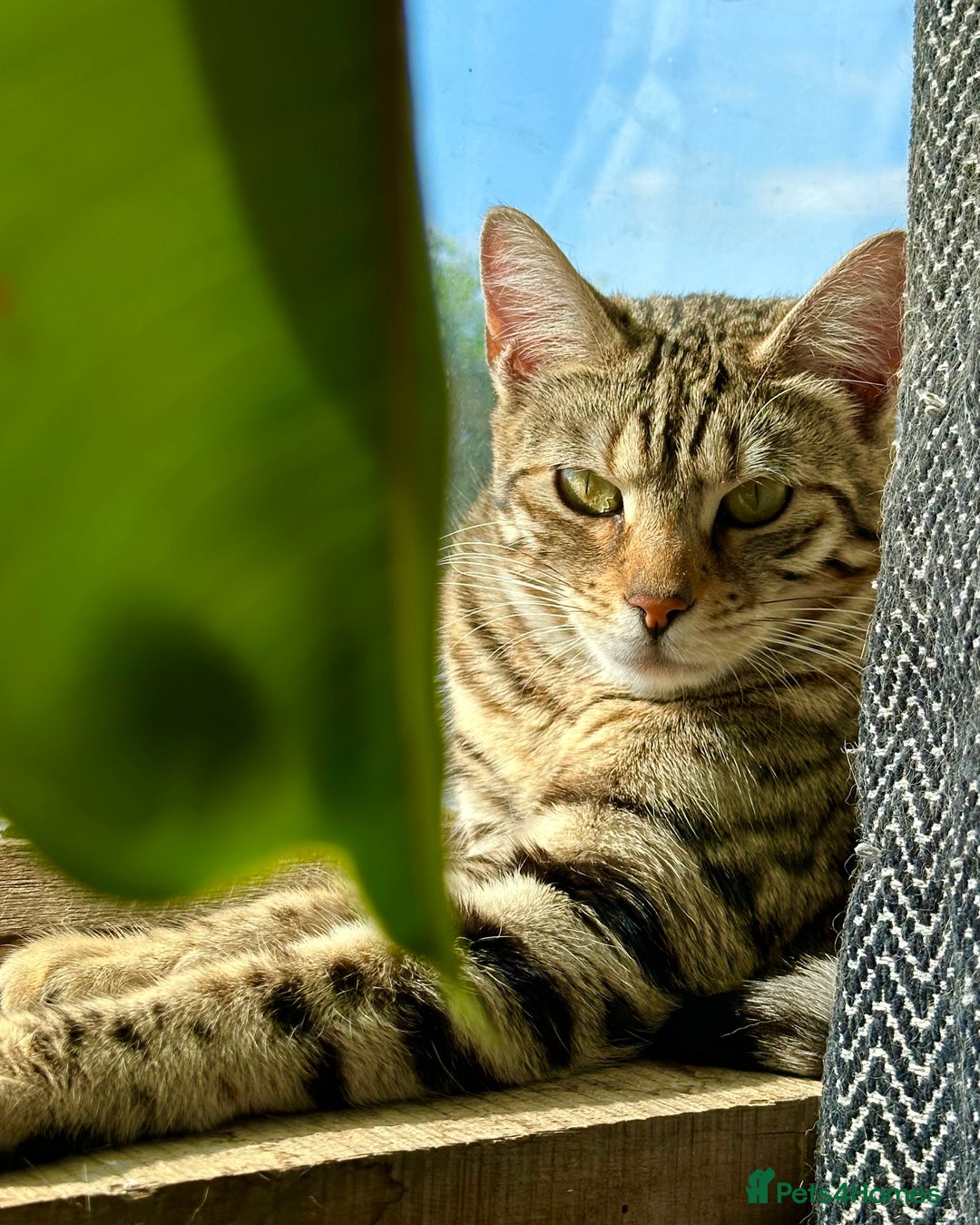 Bengal cats for sale: Snow lynx bengal kittens - Image 13
