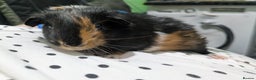 Guinea Pig rodents for sale: Two male baby guinea pigs ready now - Advert 2