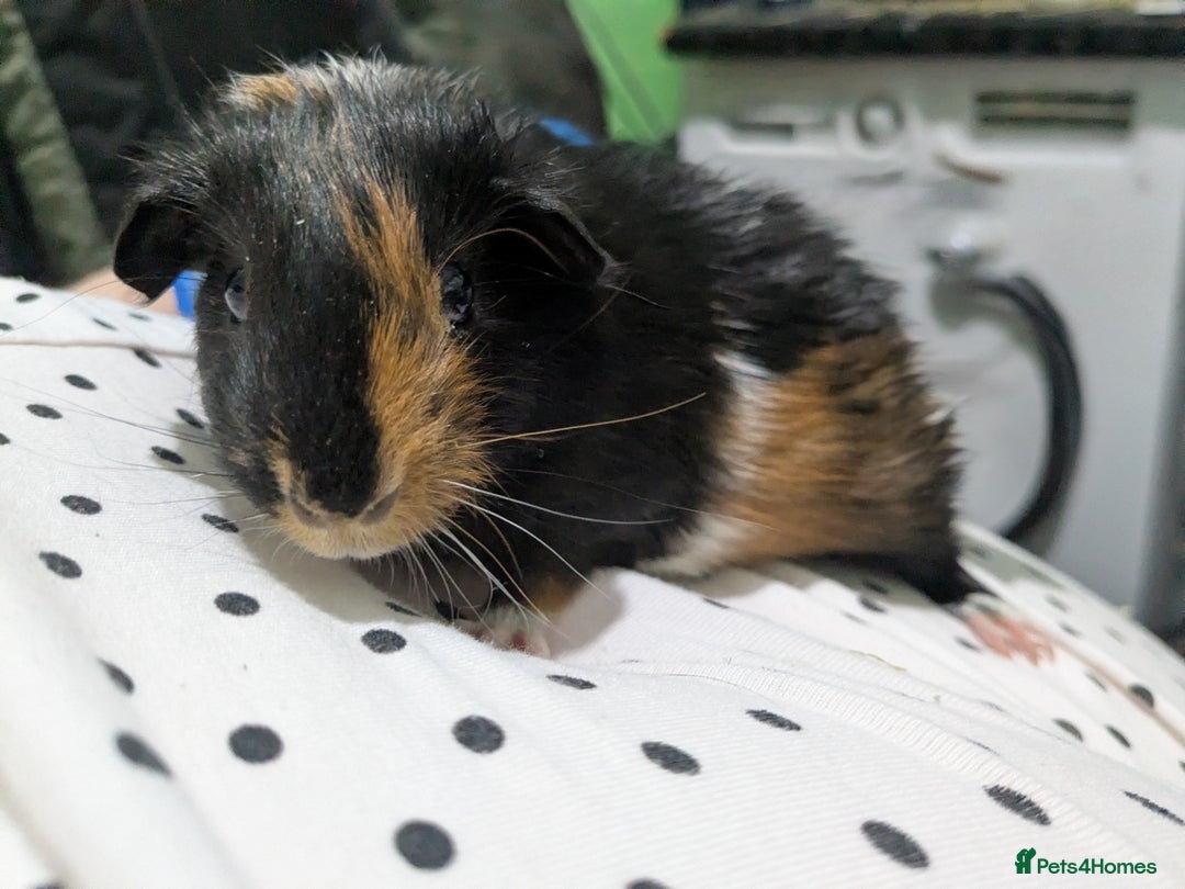 Guinea Pig rodents for sale: Two male baby guinea pigs ready now - Advert 2