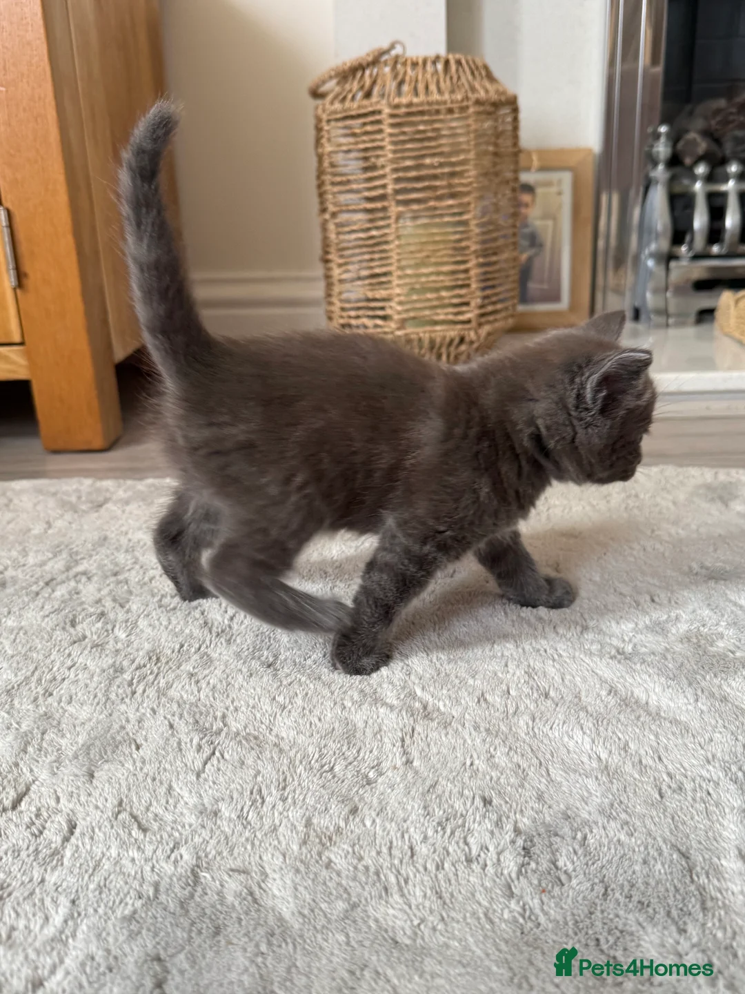Maine Coon cats for sale: Beautiful 100% Maine coin kittens - Advert 29