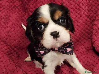 Cavalier King Charles Spaniel dogs GREAT QUALITY CKCS PUPPIES ( DWKC REGISTERED)/DNA - Advert 3