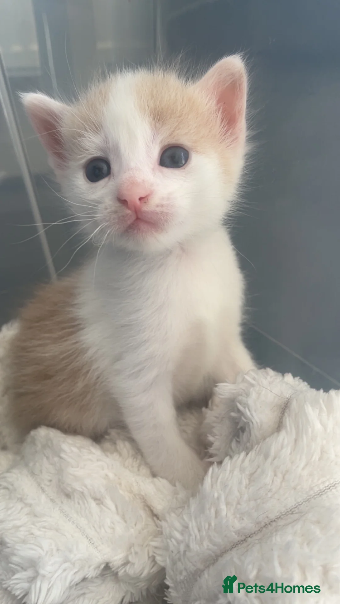 Mixed Breed cats for sale: 5 kittens 4 black one white  - Advert 2