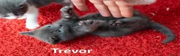 Russian Blue cats for sale: Russian Blue Cross Boy Kitten – Trevor - Advert 23