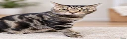 Mixed Breed cats for sale: Beautiful tabby kittens - Advert 10