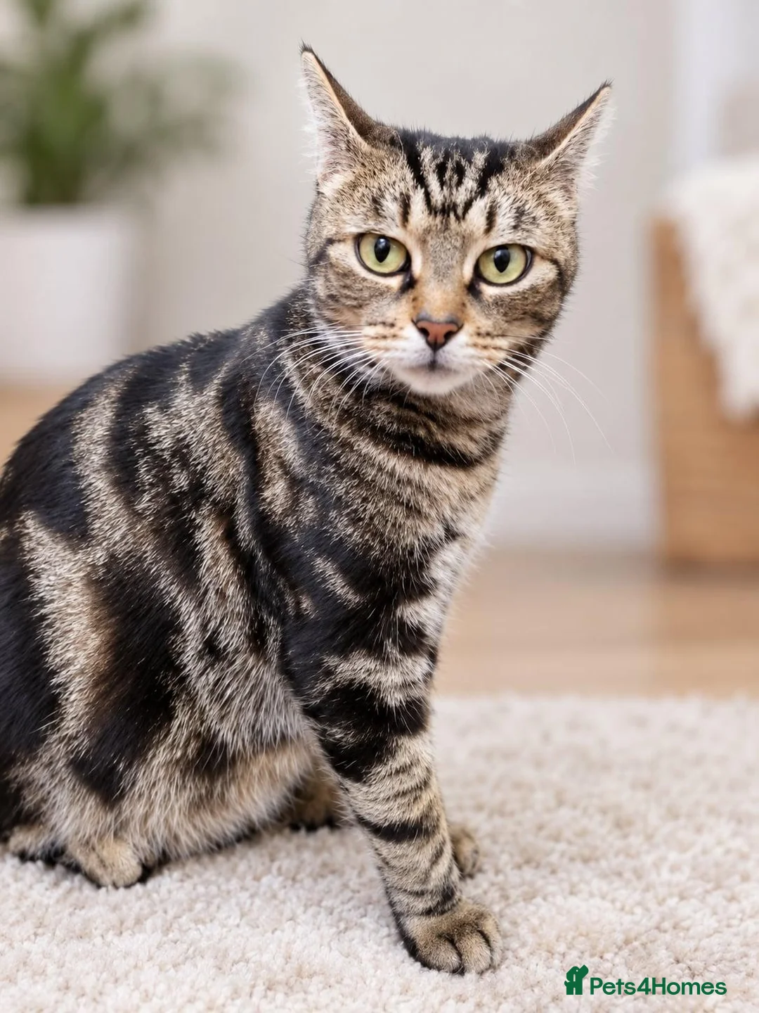 Mixed Breed cats for sale: Beautiful tabby kittens - Advert 10