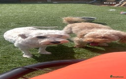 Cavapoo dogs for sale: Beautiful cavapoo puppies  - Image 2