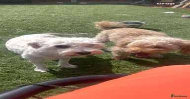Cavapoo dogs - Advert 1