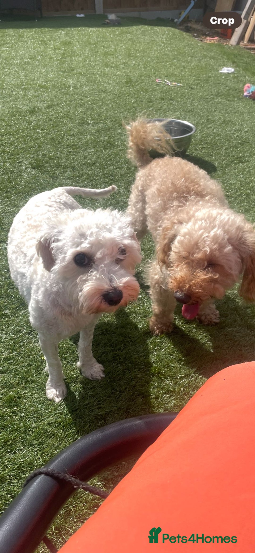 Cavapoo dogs for sale: Beautiful cavapoo puppies  - Image 2