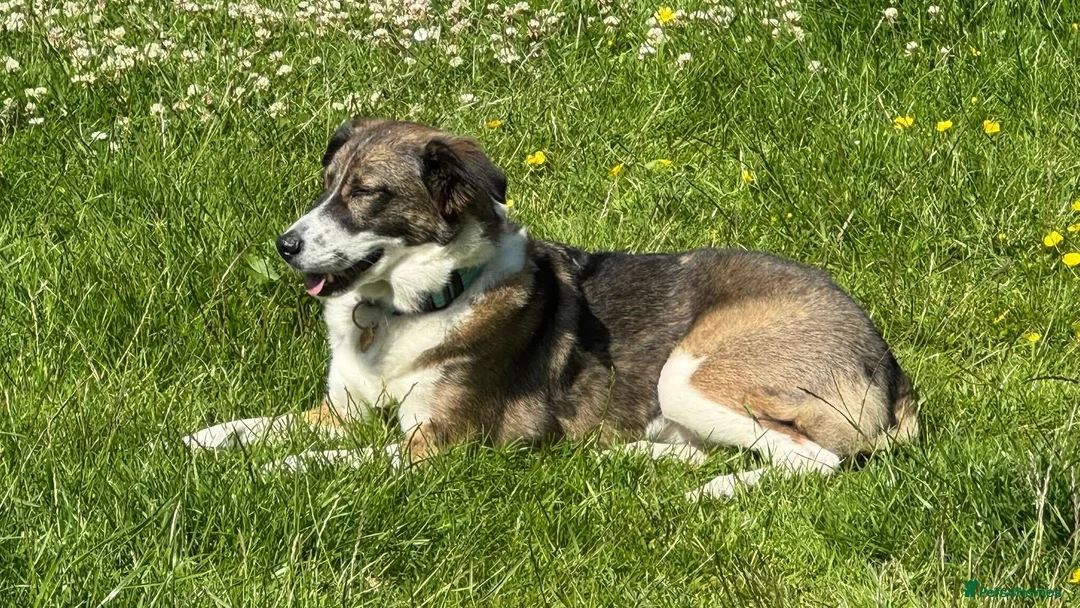 Mixed Breed dogs for adoption: Meet Bella, currently residing in Merseyside  - Advert 8