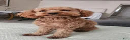 Cavapoochon dogs for sale: READY TO RESERVE - CAVAPOOCHON LITTER - Advert 2