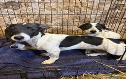 Mixed Breed dogs for sale: JacksHund Puppies  - Image 2