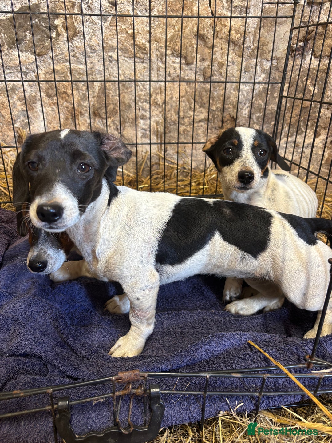 Mixed Breed dogs for sale: JacksHund Puppies  - Image 2