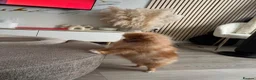 Pomeranian dogs for sale: Beautiful Pomeranian Girl Bambi - Advert 4