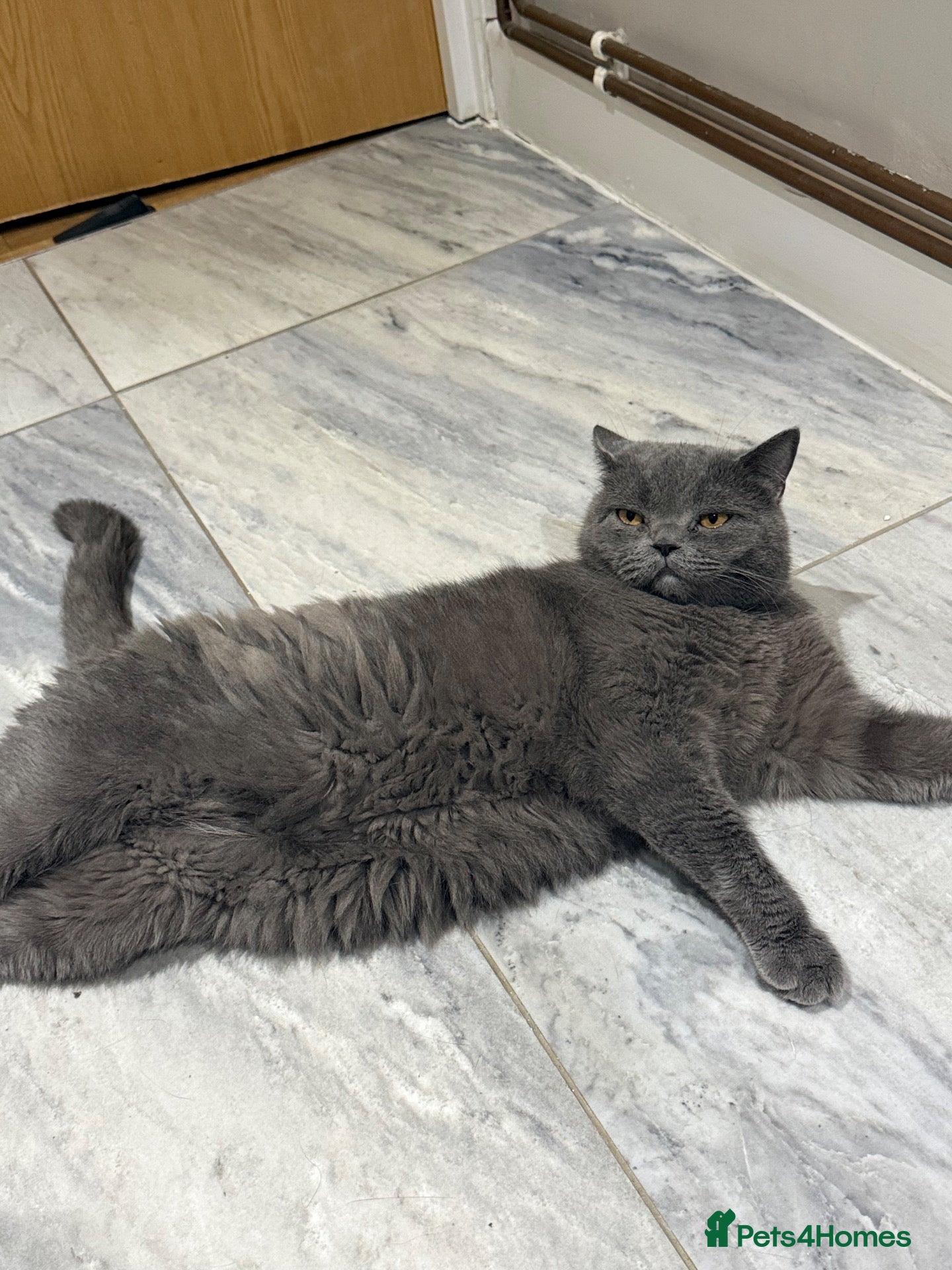 British Shorthair cats for sale: British short hair - Male(5) - Advert 7