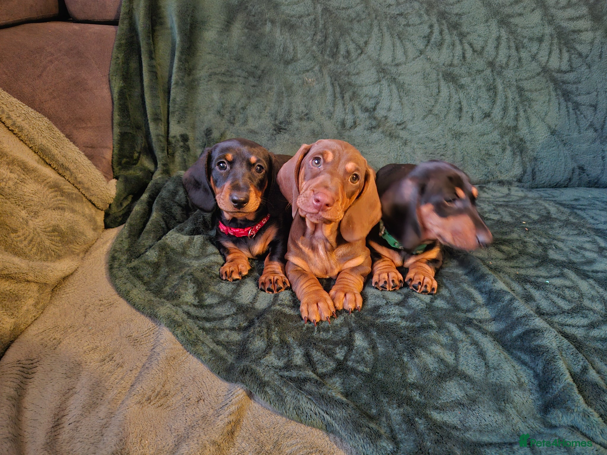 Dachshund dogs Beautiful Standard Dachshund  - Advert 1