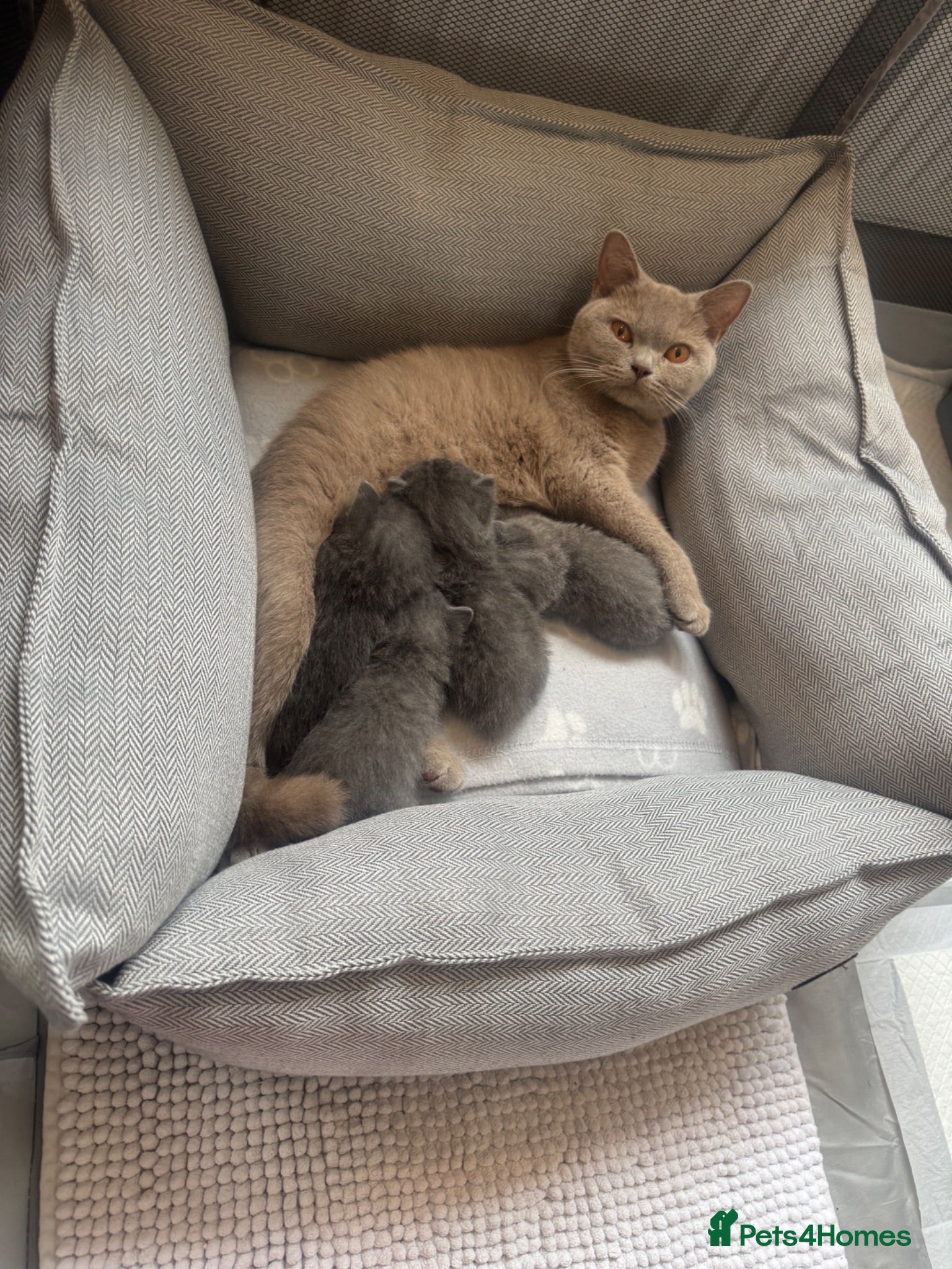 British Shorthair cats British shorthair kittens - Advert 11