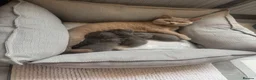 British Shorthair cats for sale: British shorthair kittens in Ilkeston - Advert 1