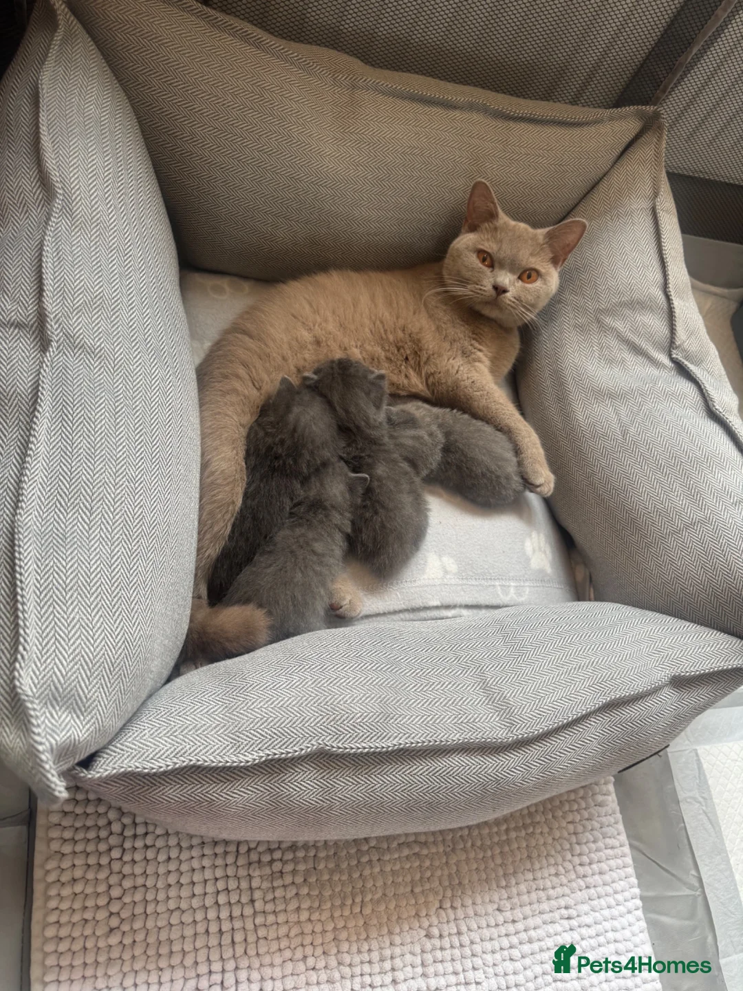 British Shorthair cats for sale: British shorthair kittens in Ilkeston - Advert 1