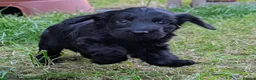 Cockapoo dogs for sale: Licensed breeder, health tested F1 cockapoos - Advert 29