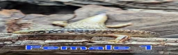 Skink reptiles for sale: Group of Three Oscellated Skinks - Advert 8