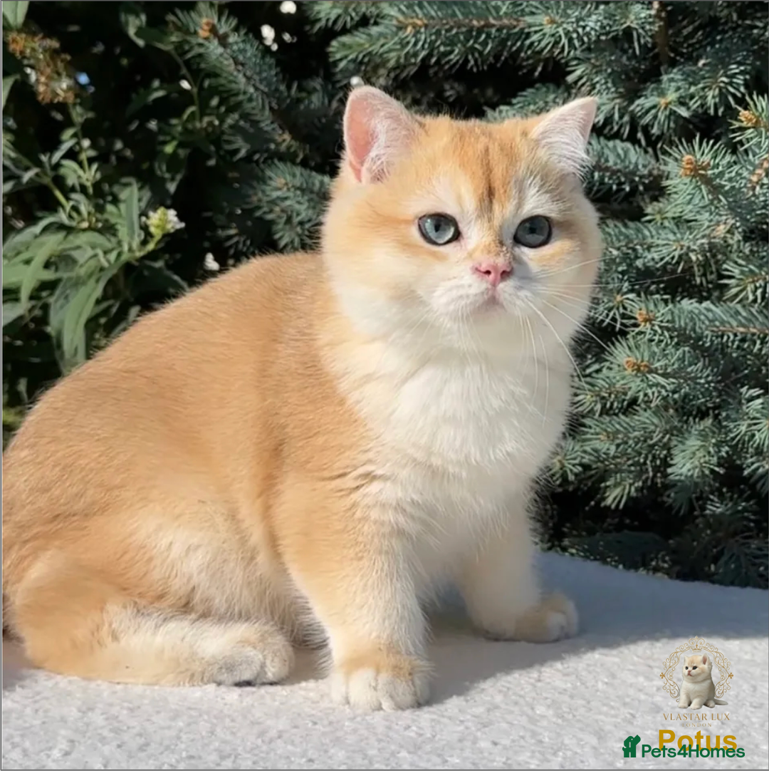 British Shorthair cats for sale: Chic & Pride Potus - BSH Black Golden Chinchilla - Advert 1