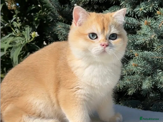 British Shorthair cats Chic & Pride Potus - BSH Black Golden Chinchilla - Advert 8