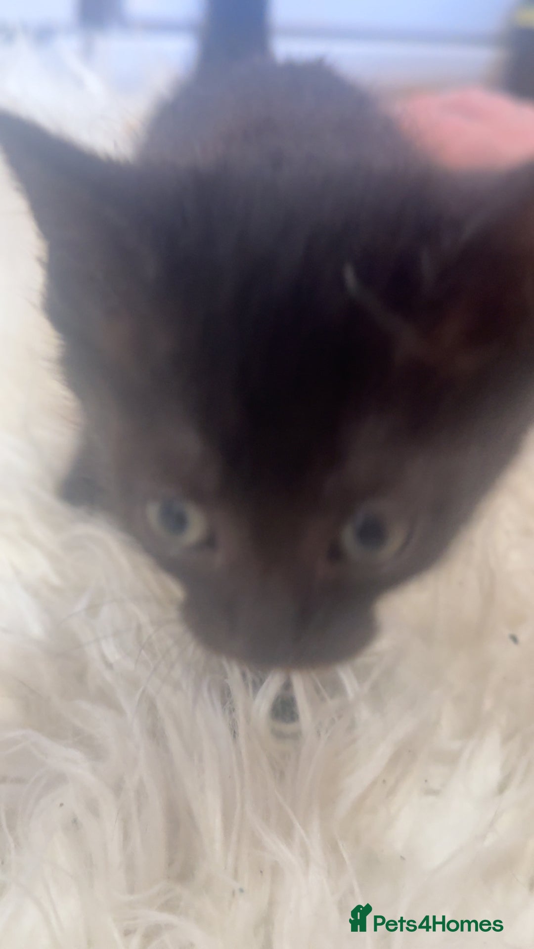 Mixed Breed cats for sale: 5 kittens  - Image 4
