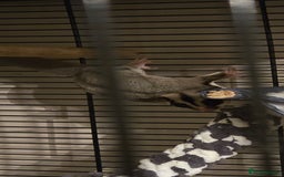 Sugar Glider rodents for sale: X2 female sugar gliders - Image 2