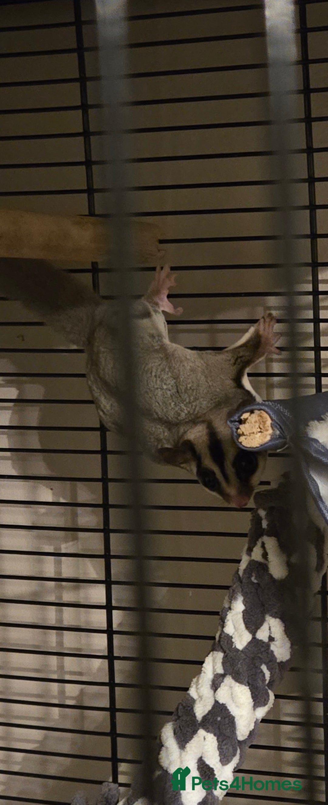 Sugar Glider rodents for sale: X2 female sugar gliders - Image 2