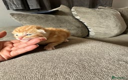 Domestic Shorthair cats for sale: Ginger / Grey&Silver Kitten for sale  - Image 6
