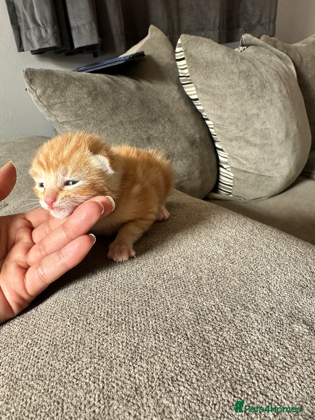 Domestic Shorthair cats for sale: Ginger / Grey&Silver Kitten for sale  - Image 6