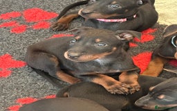 Mixed Breed dogs for sale: Chinese Red Dogs - Image 18