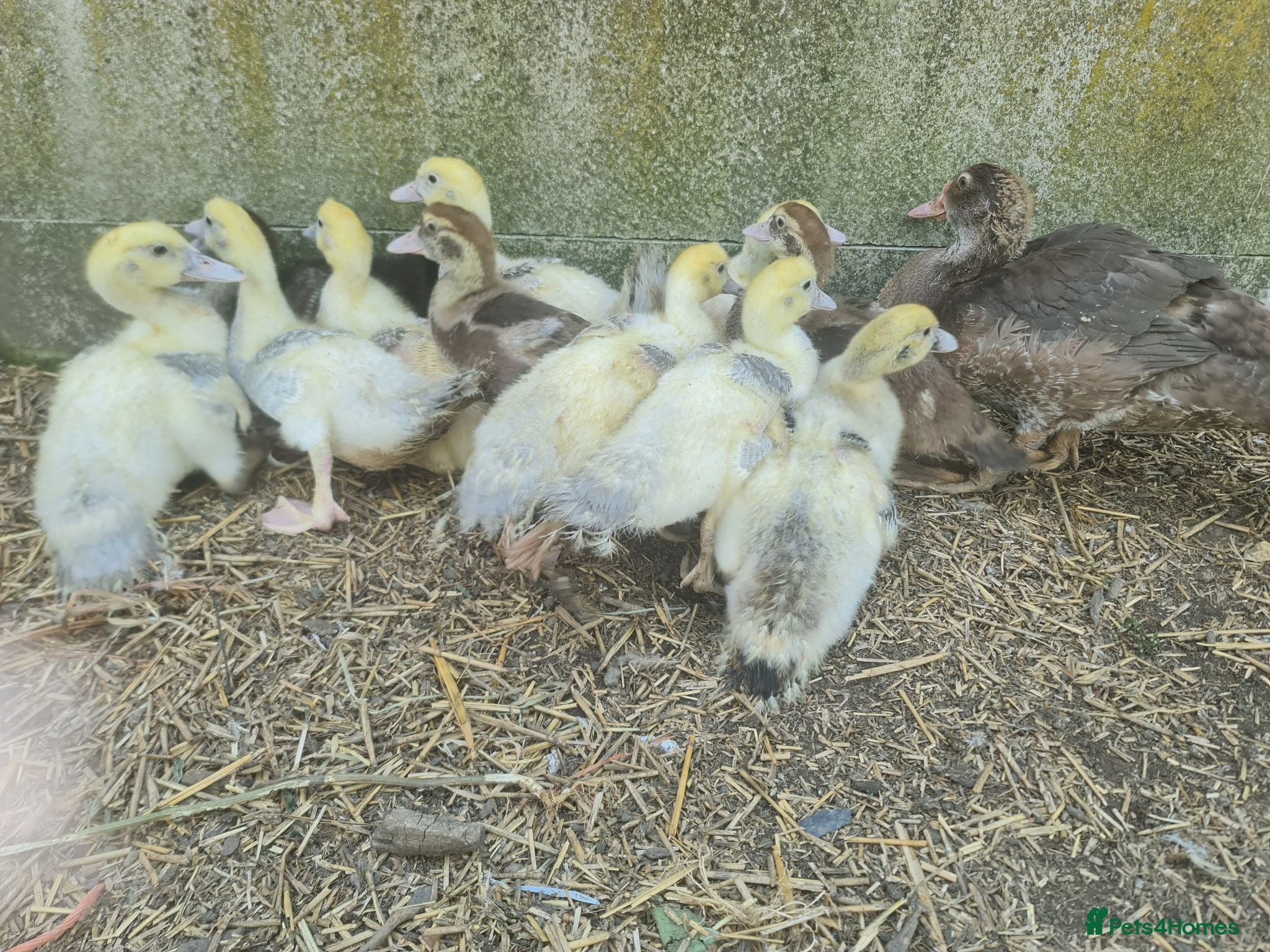 Ducks poultry Muscovy  ducklings  - Advert 3