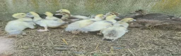 Ducks poultry for sale: Muscovy  ducklings  - Advert 1