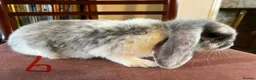 Mini Lop rabbits for sale: Lovely Mini Lop Babies - Advert 10